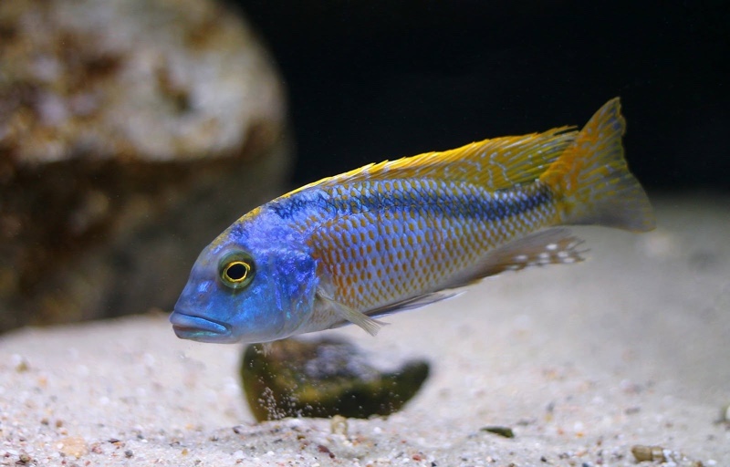 Buccochromis nototaenia